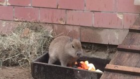 Brněnská zoo se pochlubila dalším letošním přírůstkem. Narodilo se tam mládě kapybary, jeho pohlaví zatím nejde určit.