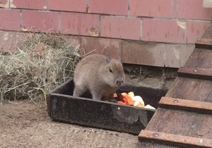 Brněnská zoo se pochlubila dalším letošním přírůstkem. Narodilo se tam mládě kapybary, jeho pohlaví zatím nejde určit.