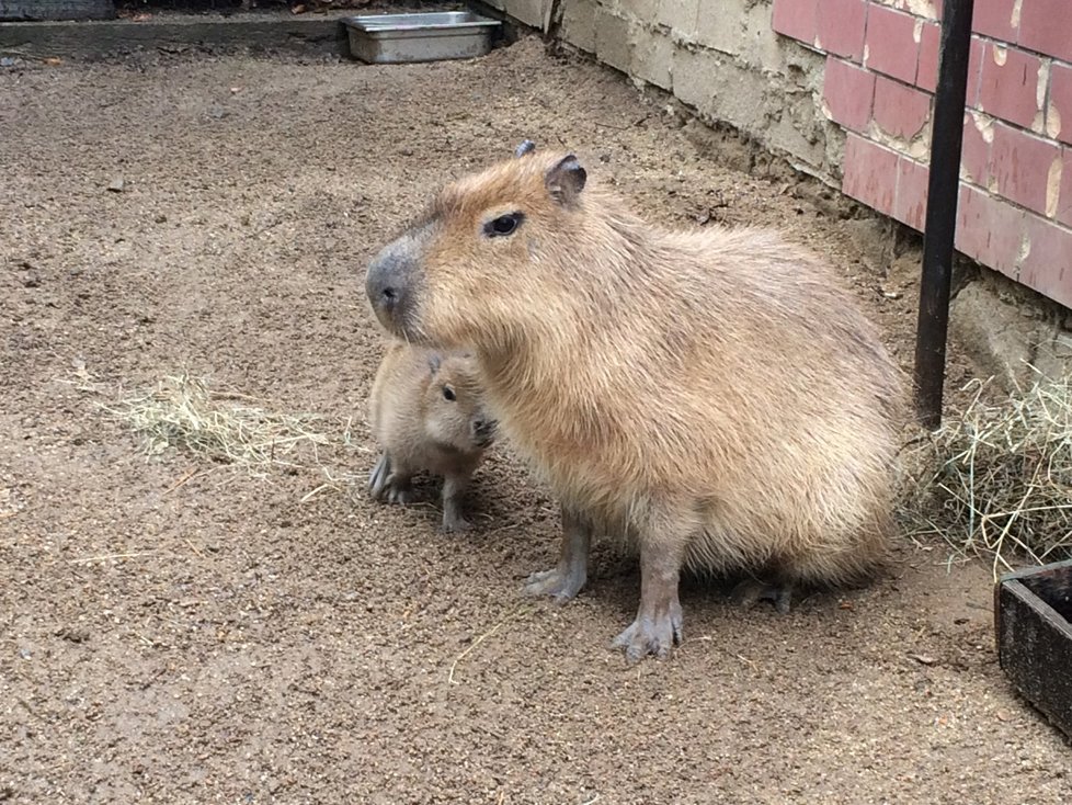 Brněnská zoo se pochlubila dalším letošním přírůstkem. Narodilo se tam mládě kapybary, jeho pohlaví zatím nejde určit.