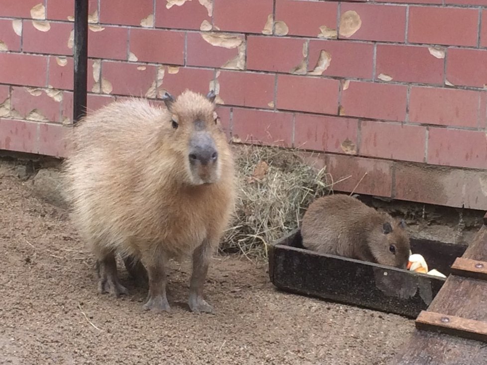 Brněnská zoo se pochlubila dalším letošním přírůstkem. Narodilo se tam mládě kapybary.