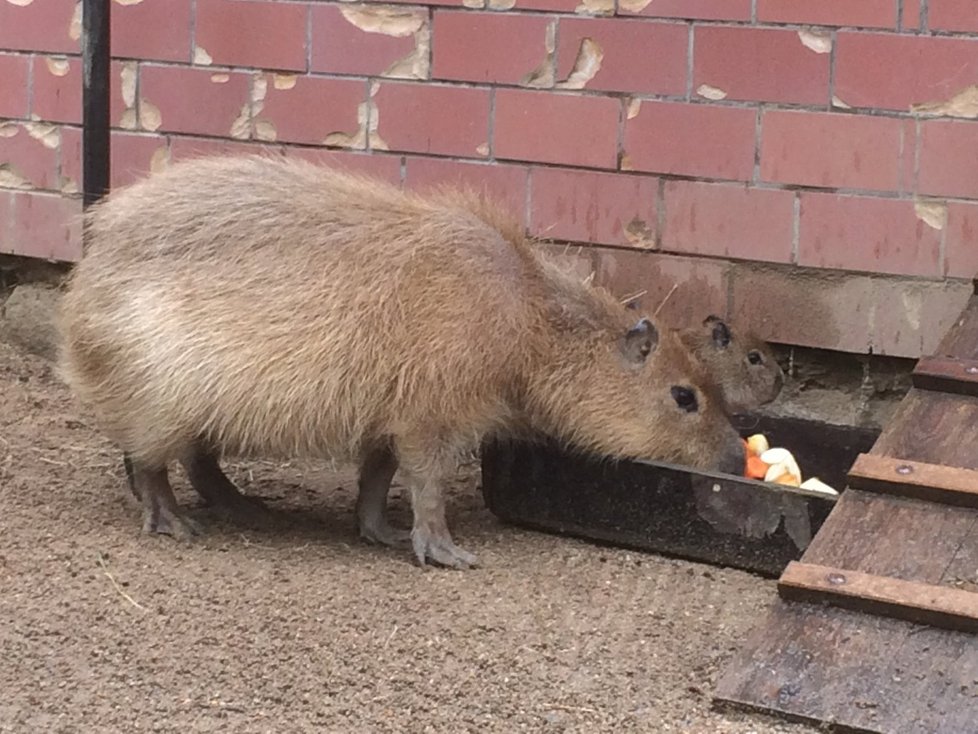 Brněnská zoo se pochlubila dalším letošním přírůstkem. Narodilo se tam mládě kapybary.