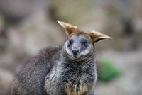 Zoo Brno hlásí: Máme plné kapsy mláďat! Žlutohnědé klokany najdete v Česku jen tady