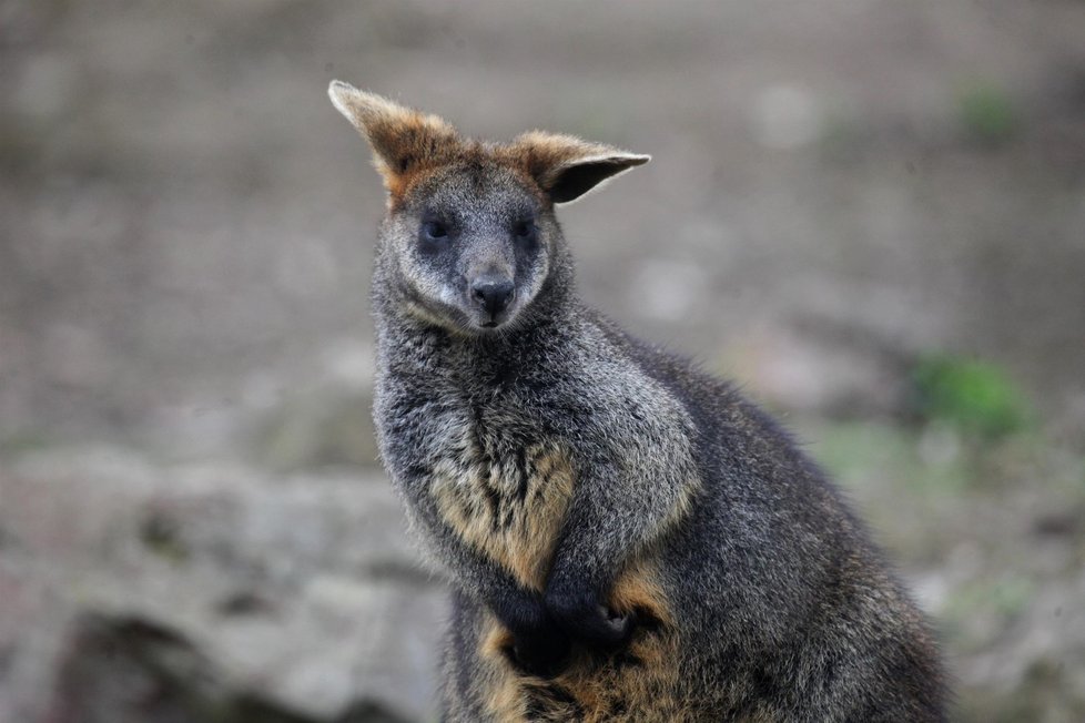 V brněnské zoo se na jaře rodí klokani bažinní.