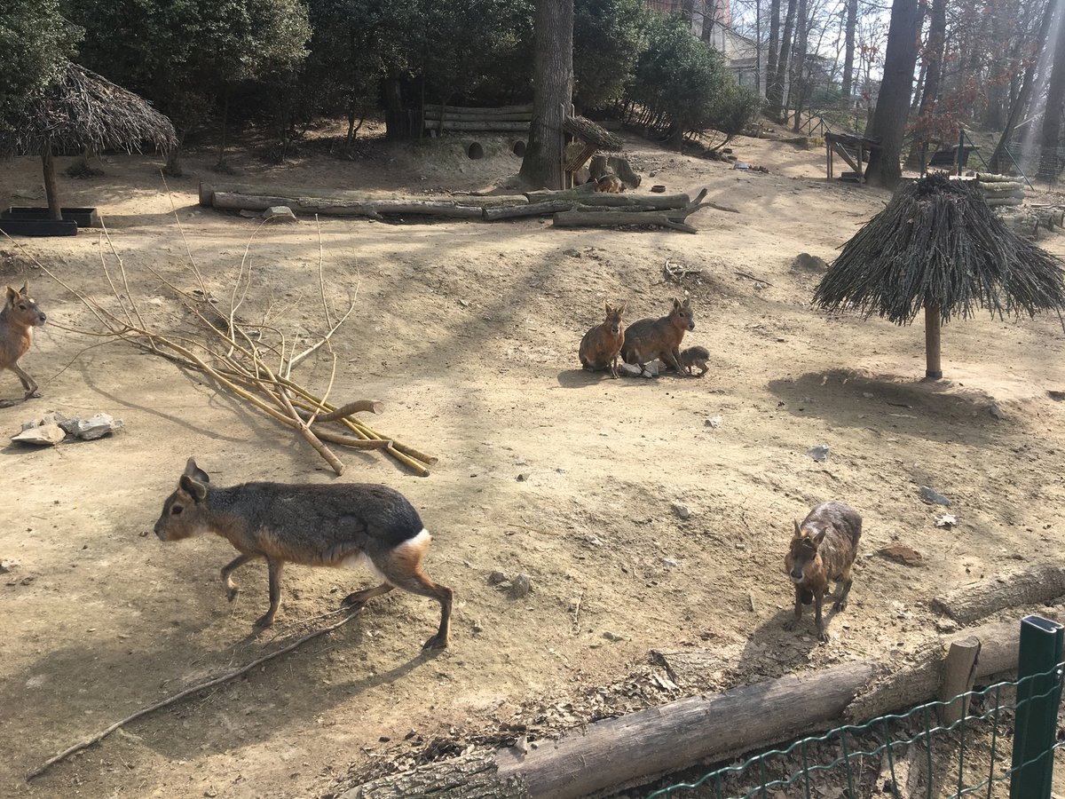 V brněnské zoo mohou návštěvníci sledovat zvířata pouze ve venkovních expozicích. Mnohé už letos přivedli na svět své potomky.