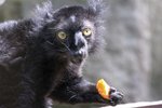 Brněnská ZOO se chlubí černými lemury.