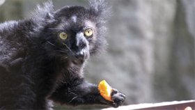 Brněnská ZOO se chlubí černými lemury.