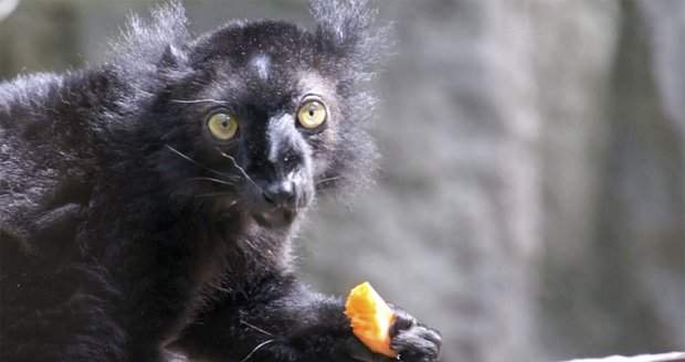 Brno se chlubí černými lemury. Vypadají jako čerti a jsou vzácní