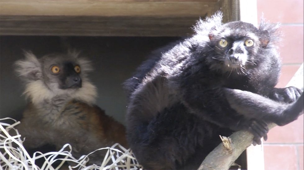 Brněnská ZOO se chlubí černými lemury.