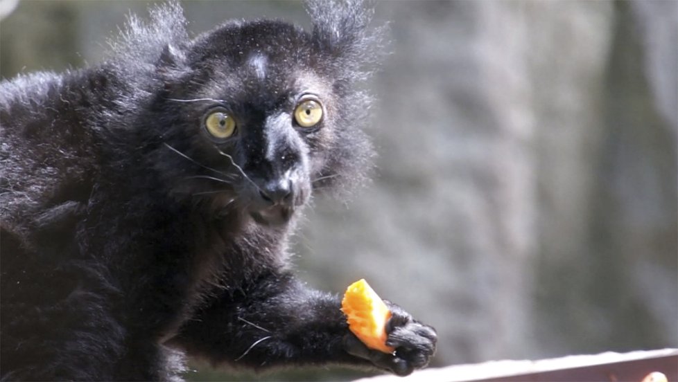 Brněnská ZOO se chlubí černými lemury