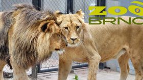 Po 14 letech se do brněnské zoo vrátili lvi konžští!