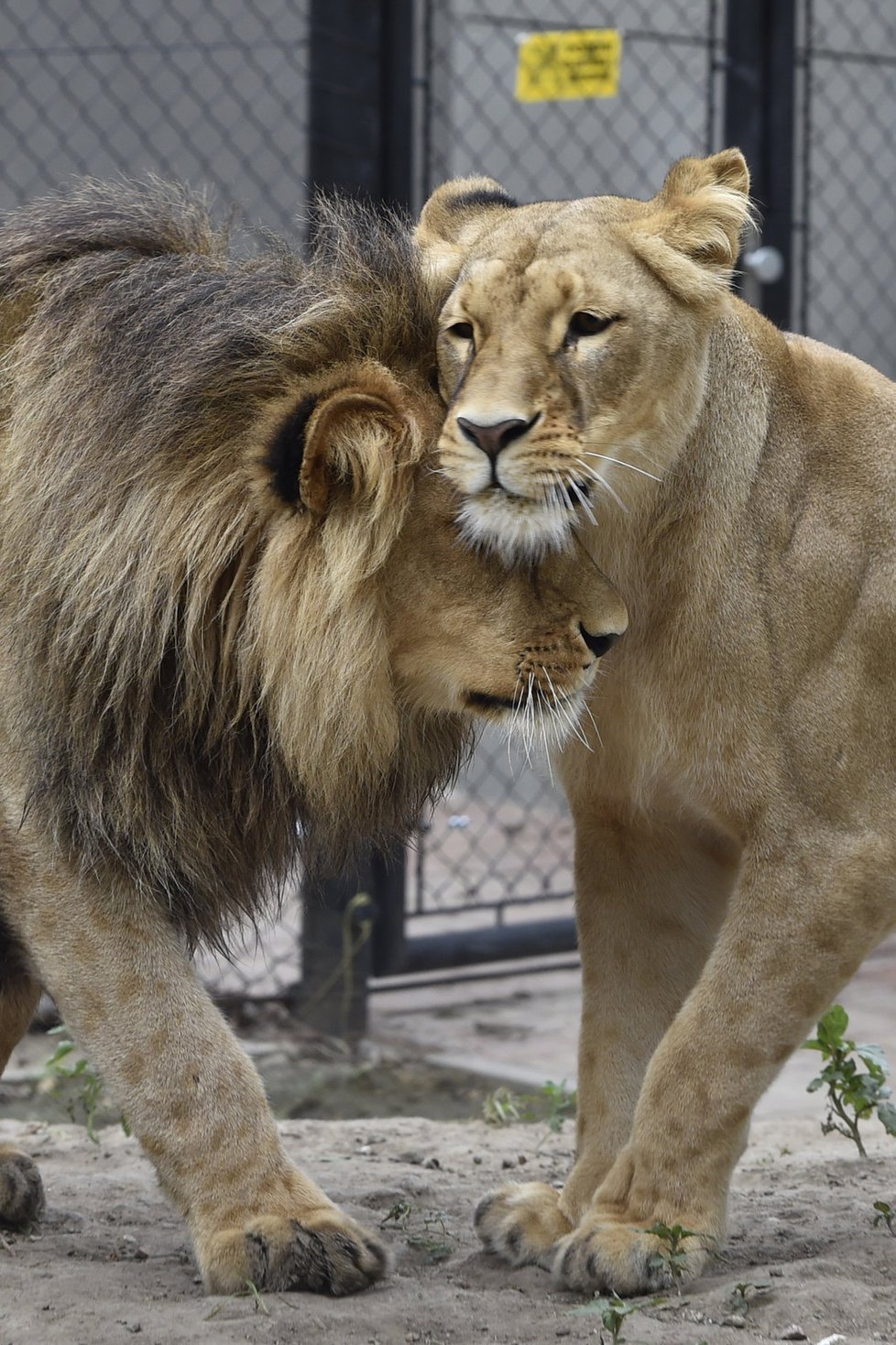 Seznamte se: Lolek (vlevo) a Kivu. Tento párek žije v brněnské zoologické zahradě. Lvi potřebují například pořádný výběh.