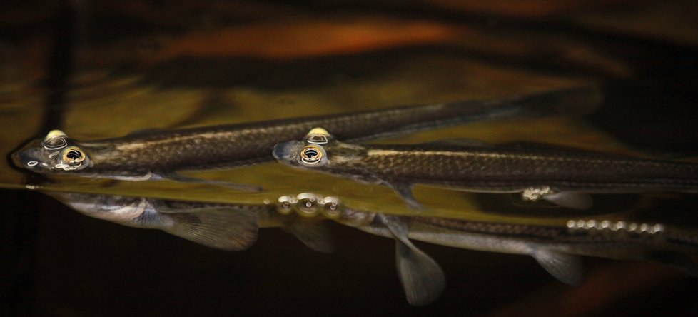 Čtyřoké ryby dostaly svůj název podle přepážky v oku, která každé jejich oko dělí na dvě části.