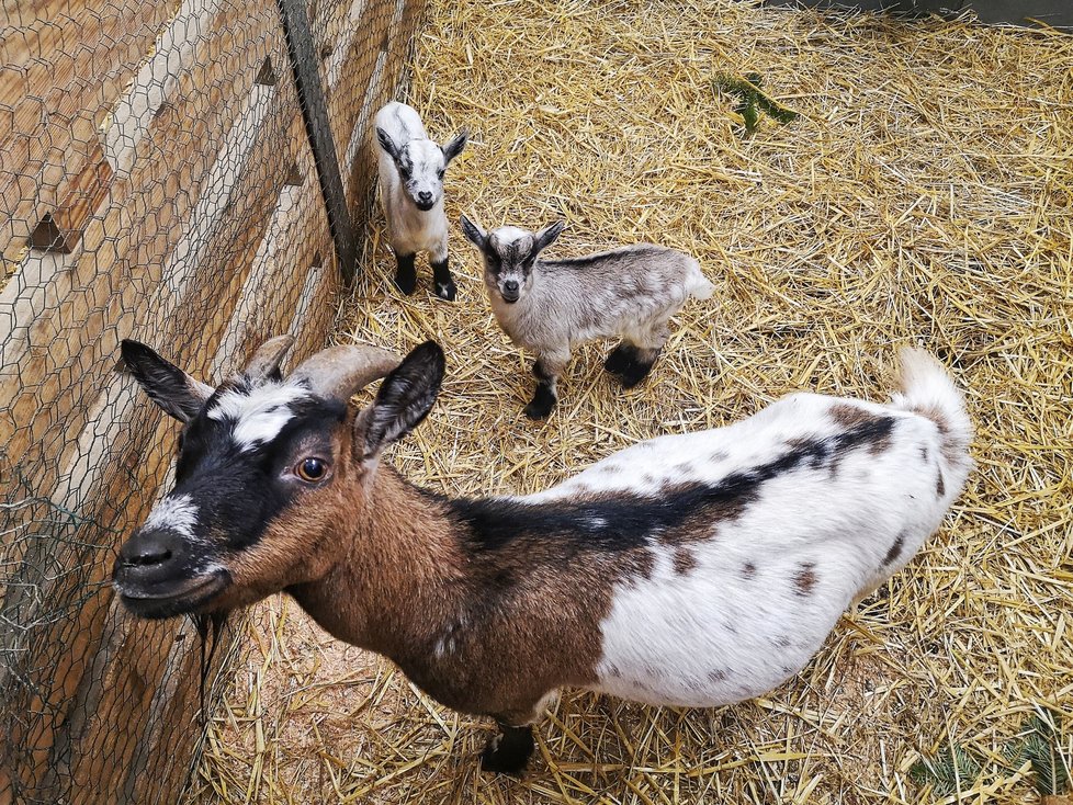 První dobře viditelná letošní mláďata v brněnské zoo, kamerunské kozy Jeníček, Kamilka a máma.