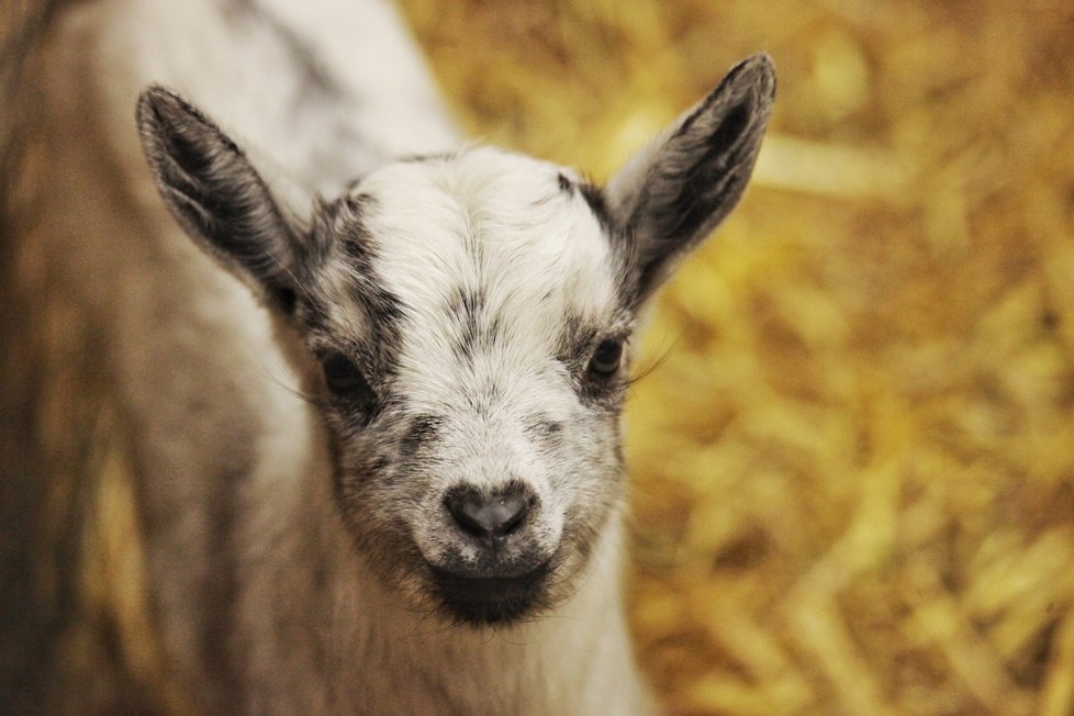 Kamilka, kamerunská koza narozená 8. ledna 2020 v brněnské zoo.