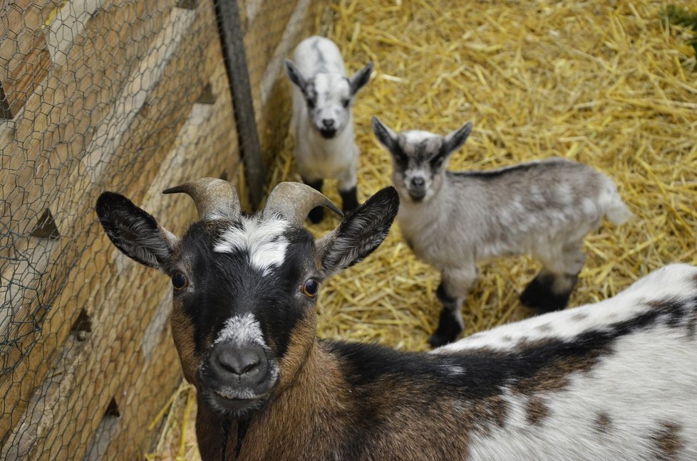 První dobře viditelná letošní mláďata v brněnské zoo, kamerunské kozy Jeníček, Kamilka a máma.