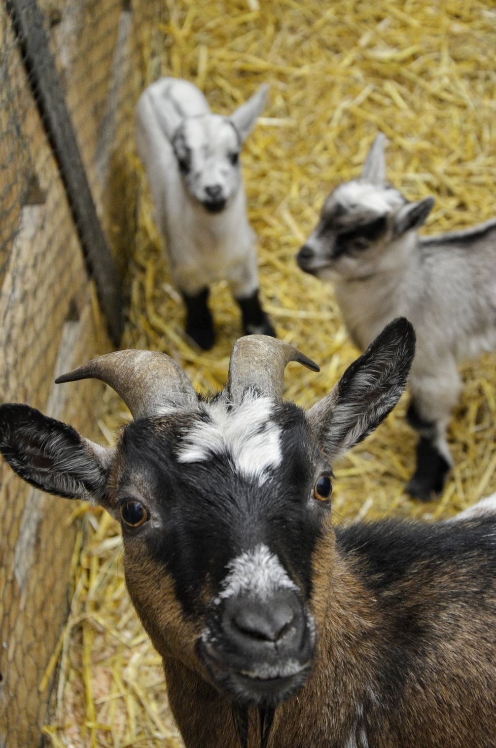 První dobře viditelná letošní mláďata v brněnské zoo, kamerunské kozy Jeníček, Kamilka a máma.
