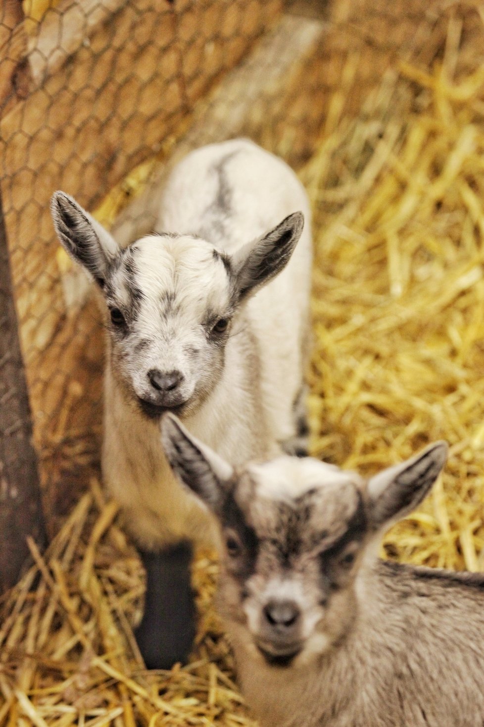 První dobře viditelná letošní mláďata v brněnské zoo, kamerunské kozy Jeníček (vpředu) a Kamilka (vzadu).