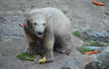 Obavy o medvídka z brněnské zoo: Nanuk kulhá!