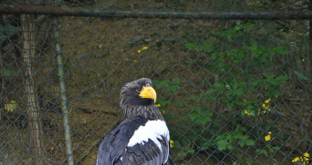 Skála u voliéry orlů kamčatských v brněnské zoo hrozí zřícením.