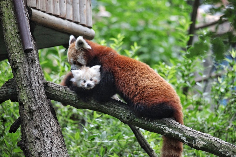 V zoologické zahradě Brno slaví první přírůstek u pand červených. O syna se pečlivě stará jeho máma Oshin (7).