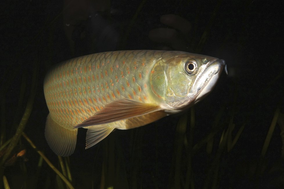 Baramundi australský je až metr dlouhá ryby, kterou brněnská zoo získala v Austrálii. Žádná jiná zoo v Evropě je nechová.