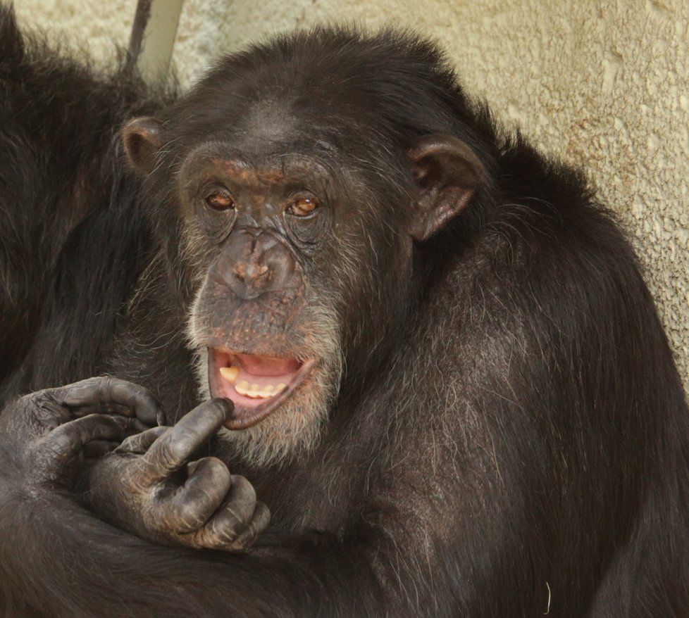 Brněnská zoo má nyní tři šimpanze. Na snímku je pan Troglodytes.