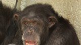 Šimpanzi v Brně trpí v „třípokojáku“: Dostanou 9 tenisových kurtů