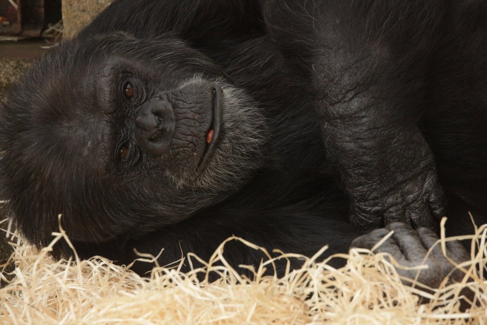 Brněnská zoo má nyní tři šimpanze. Jedním z nich je Táben.