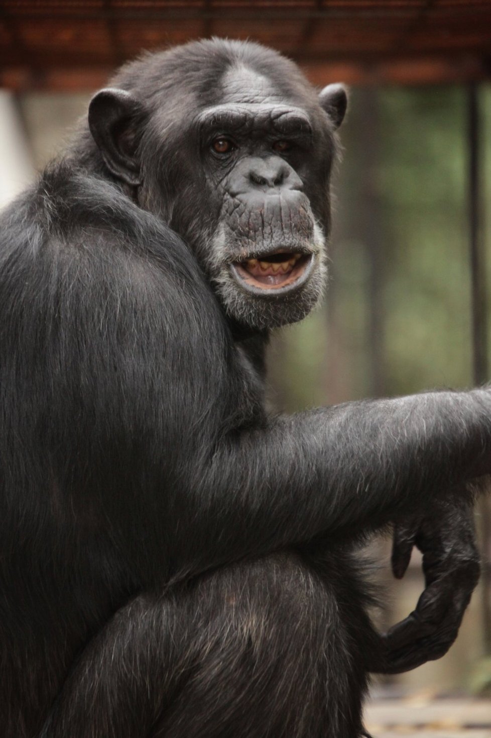 Brněnská zoo má nyní tři šimpanze. Na snímku je Gina.