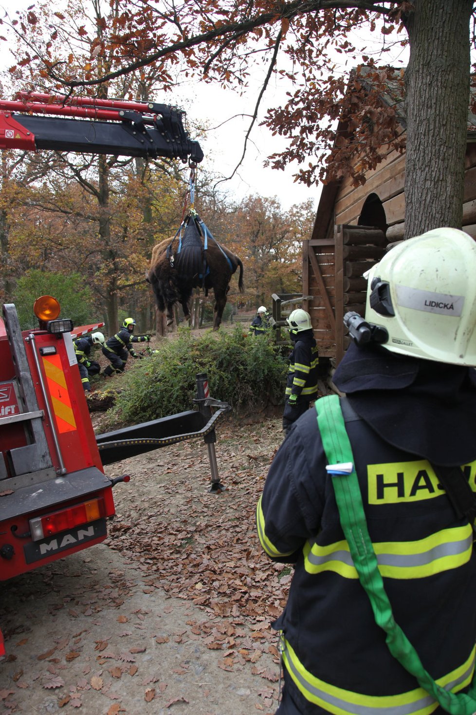 Ke zdárnému stěhování bizoního samce Daniela z výběhu v brněnské zoo a cestě na Slovensko výrazně napomohli brněnští hasiči.