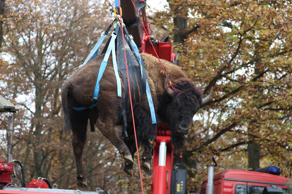 Ke zdárnému stěhování bizoního samce Daniela z výběhu v brněnské zoo a cestě na Slovensko výrazně napomohli brněnští hasiči.