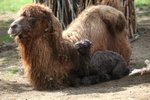 Dalším letošním přírůstkem se může pochlubit brněnská zoo, v úterý 18. dubna se v ní matce Majdě narodila Valerie.