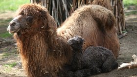 Dalším letošním přírůstkem se může pochlubit brněnská zoo, v úterý 18. dubna se v ní matce Majdě narodila Valerie.