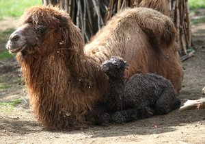 Dalším letošním přírůstkem se může pochlubit brněnská zoo, v úterý 18. dubna se v ní matce Majdě narodila Valerie.