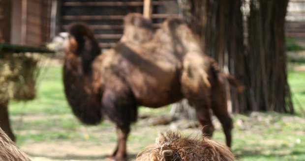 Dalším letošním přírůstkem se může pochlubit brněnská zoo, v úterý 18. dubna se v ní matce Majdě narodila Valerie.