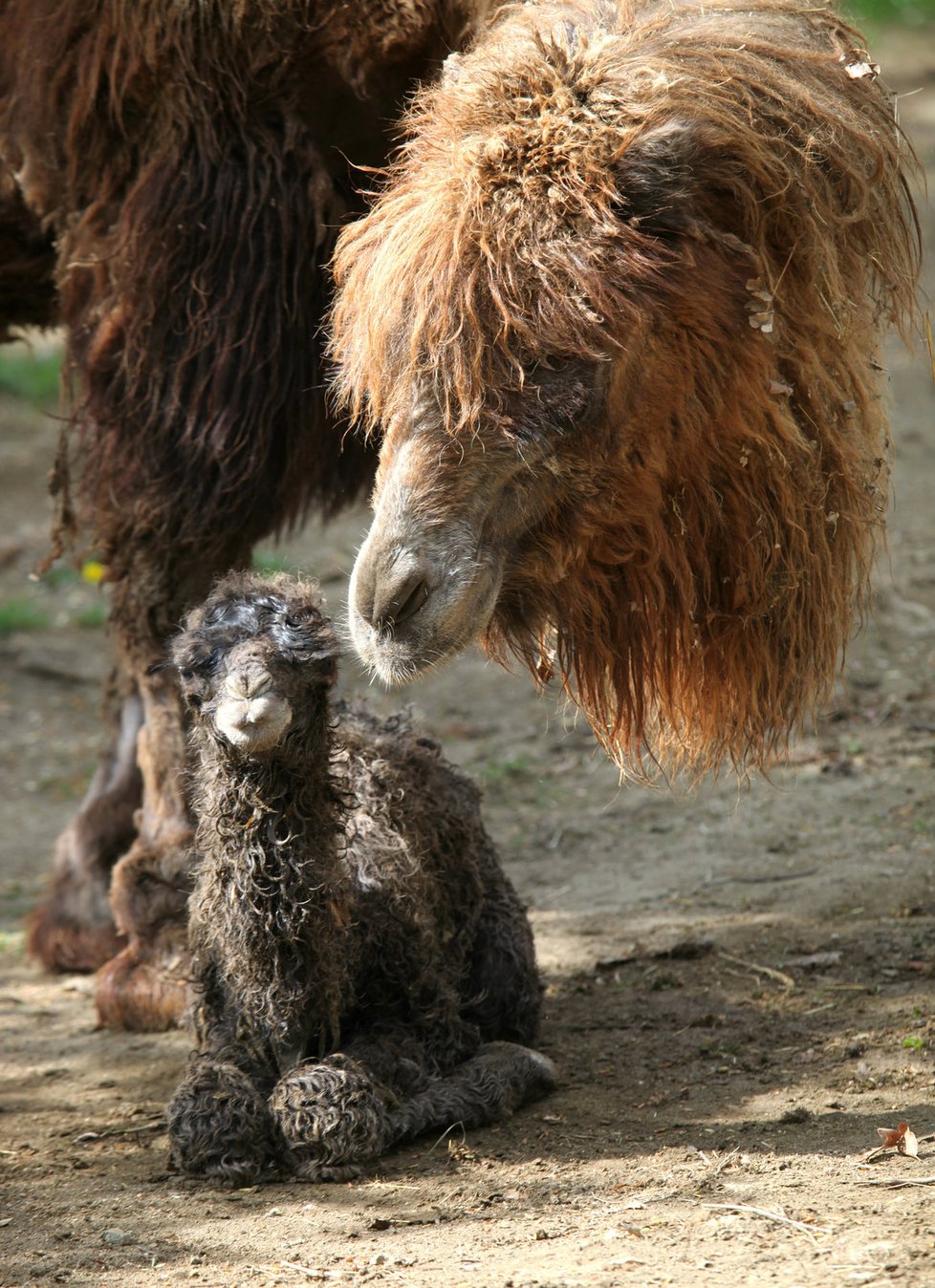 Dalším letošním přírůstkem se může pochlubit brněnská zoo, v úterý 18. dubna se v ní matce Majdě narodila Valerie.