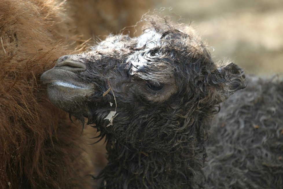 Dalším letošním přírůstkem se může pochlubit brněnská zoo, v úterý 18. dubna se v ní matce Majdě narodila Valerie.