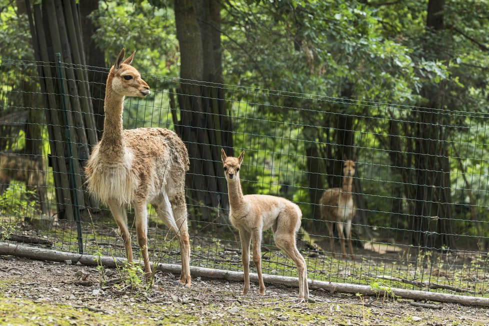 Samička vikuně se pohybovala v prvním týdnu jen u své matky.