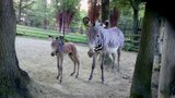 Radost v brněnské zoo: Hlásí nové přírůstky samičky zebry a vikuně