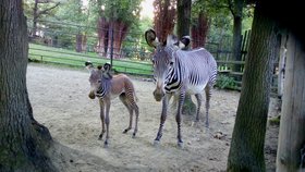 Brněnská zoo se může pochlubit mládětem zebry Grévyho. Narodila se ve středu 2. srpna.