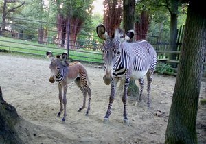 Brněnská zoo se může pochlubit mládětem zebry Grévyho. Narodila se ve středu 2. srpna.