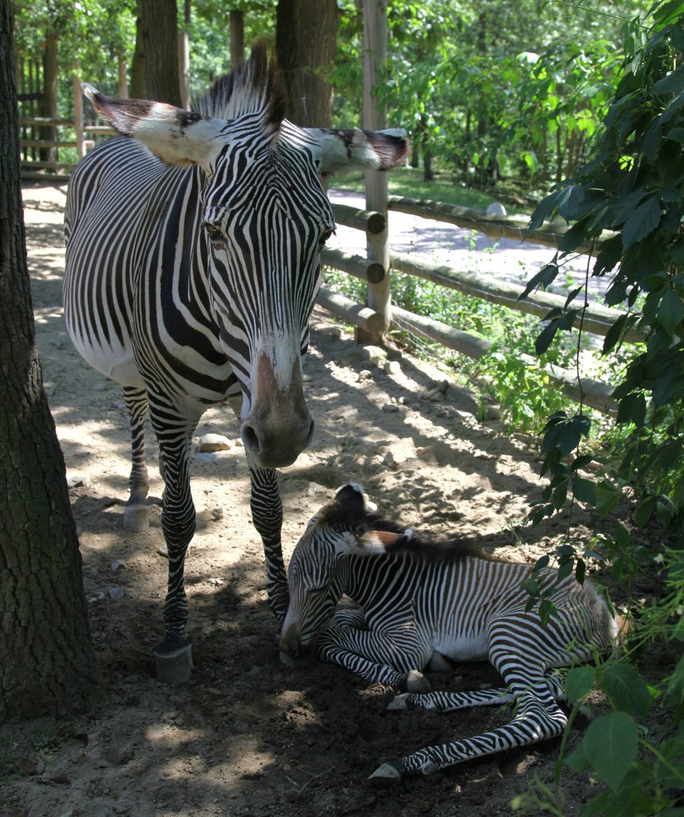 Brněnská zoo se může pochlubit mládětem zebry Grévyho. Narodila se ve středu 2. srpna.