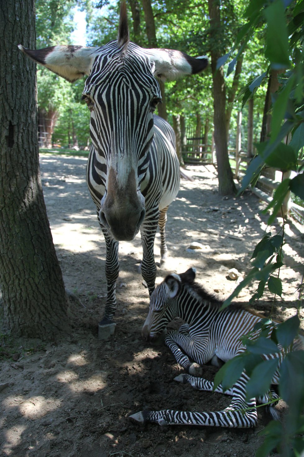 Brněnská zoo se může pochlubit mládětem zebry Grévyho. Narodila se ve středu 2. srpna.