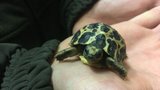 Světová rarita: V Zoo Brno se vylíhla vzácná želva mimo inkubátor! Vajíčko přehlédli