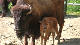 Brněnská zoo se pochlubila novým přírůstkem, bizoní slečna dostala jméno Kotletka.