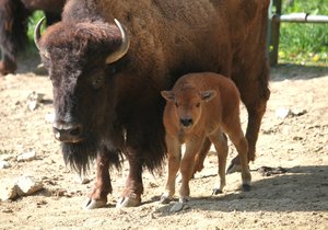 Brněnská zoo se pochlubila novým přírůstkem, bizoní slečna dostala jméno Kotletka.