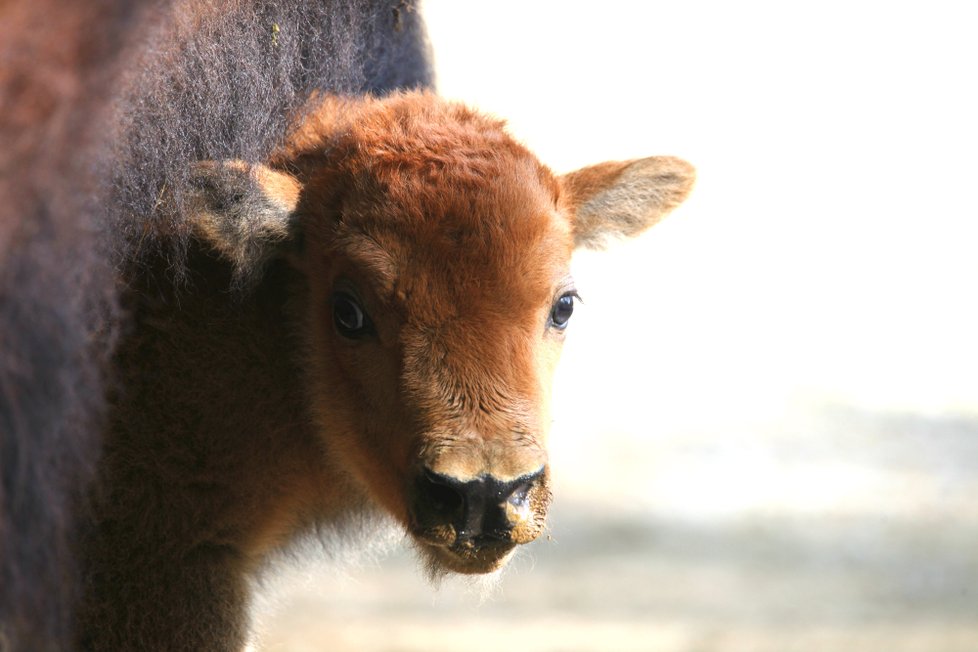 Brněnská zoo se pochlubila novým přírůstkem, bizoní slečna dostala jméno Kotletka.