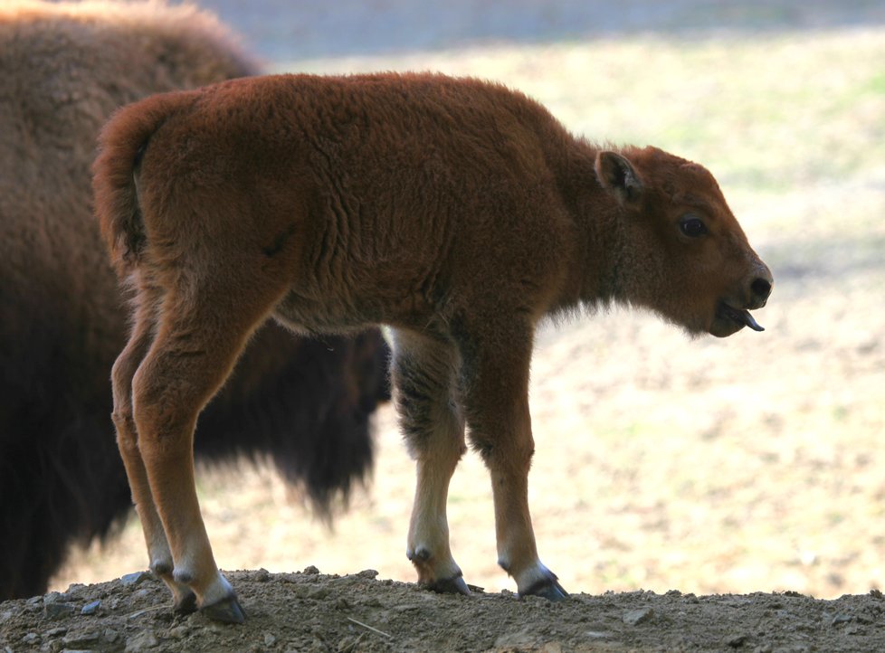 Brněnská zoo se pochlubila novým přírůstkem, bizoní slečna dostala jméno Kotletka.