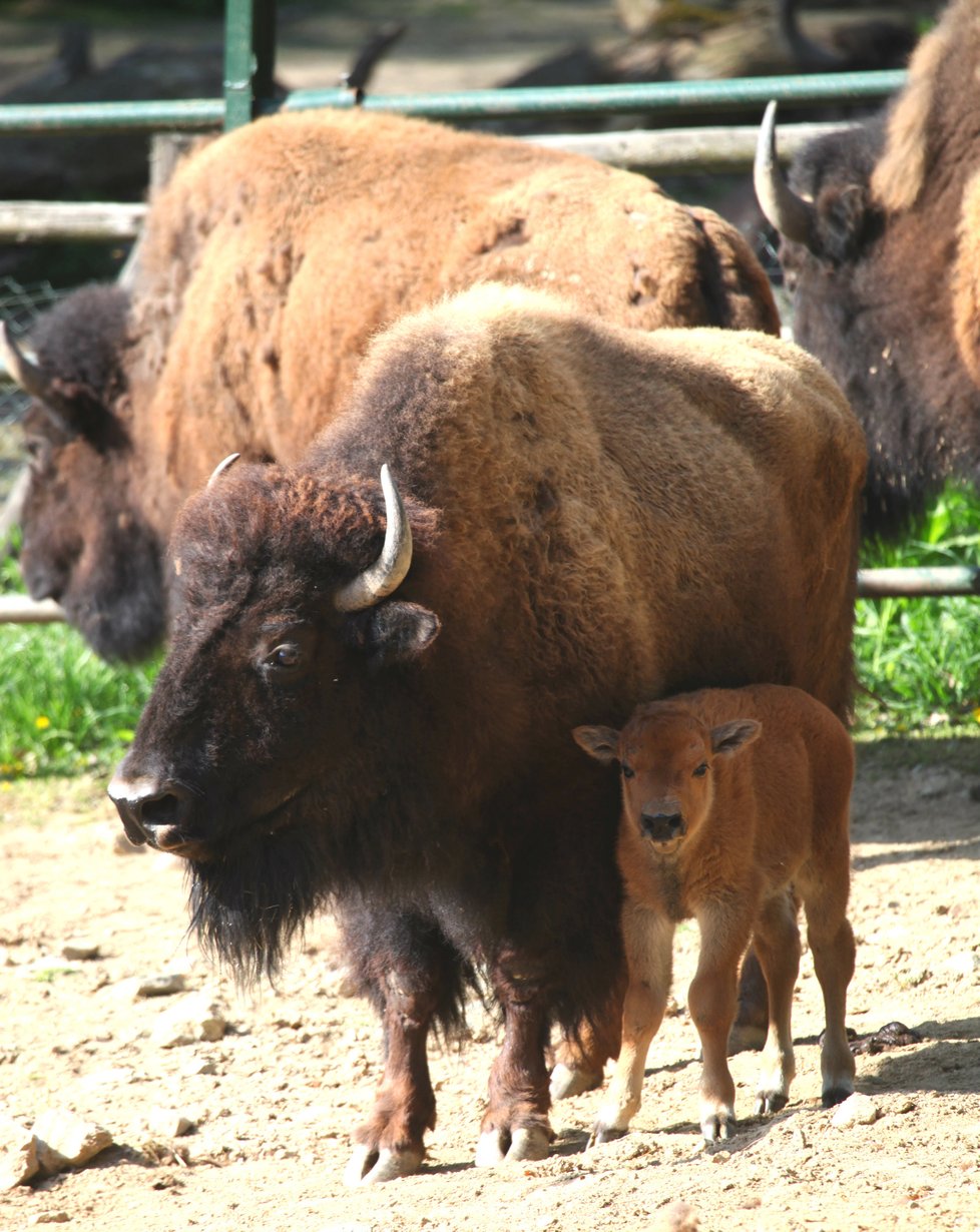 Brněnská zoo se pochlubila novým přírůstkem, bizoní slečna dostala jméno Kotletka.