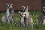 Brněnská zoo začala od letních prázdnin nabízet setkání s exotickými lemury.
